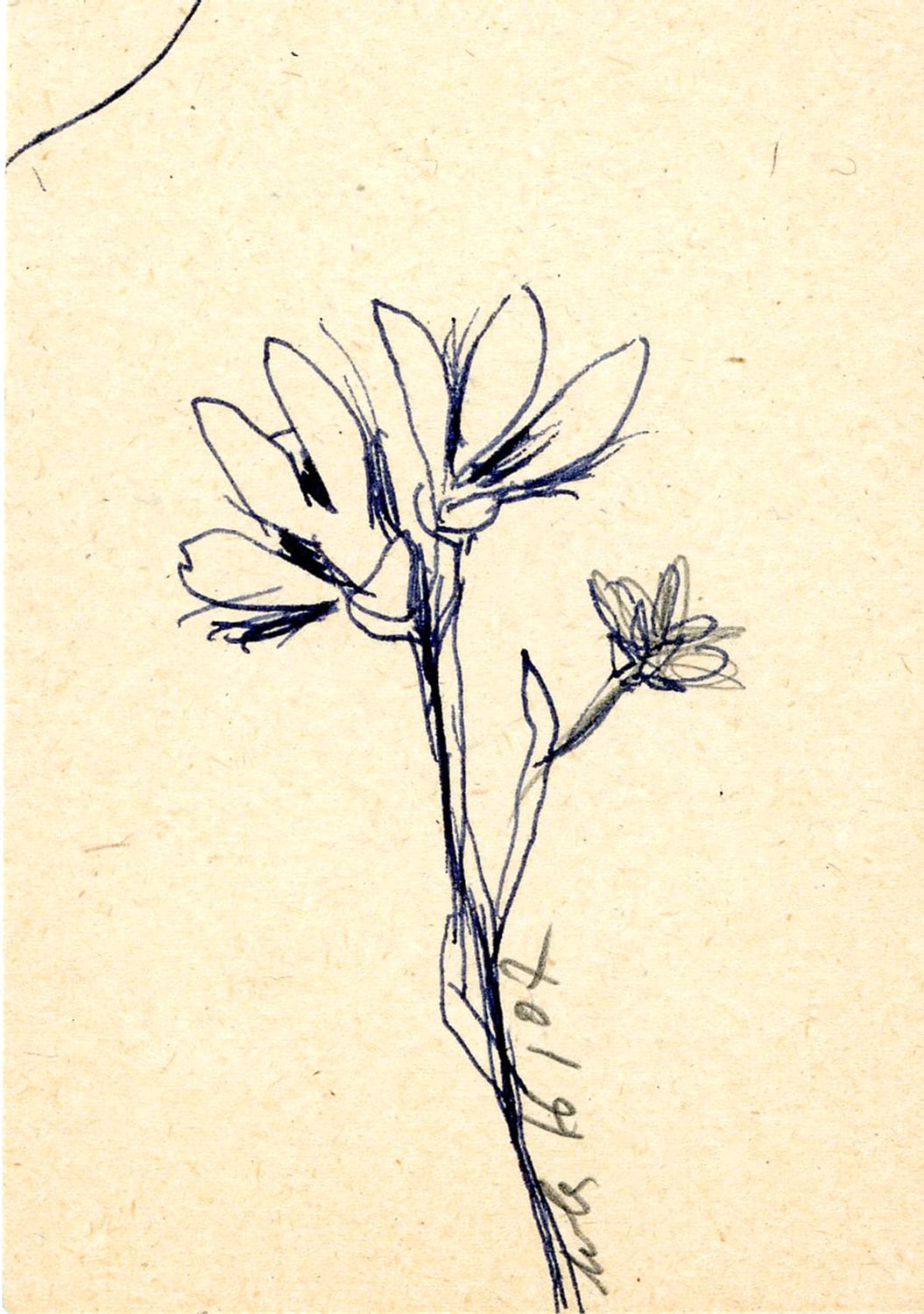 FLORAR013